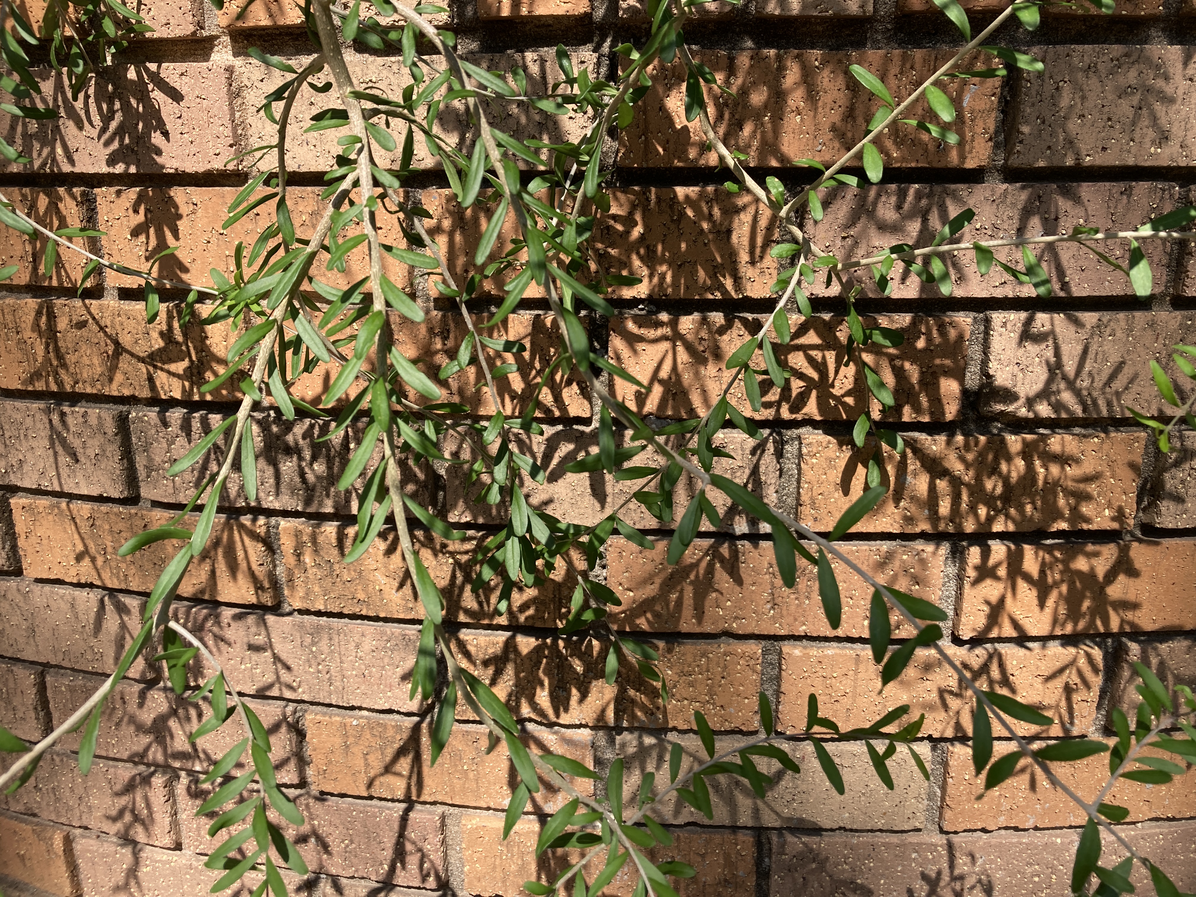 A picture of Elbow Plant